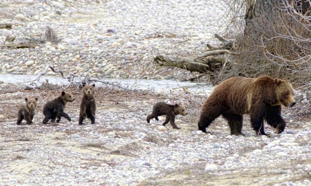 399 the bear with her cubs.
