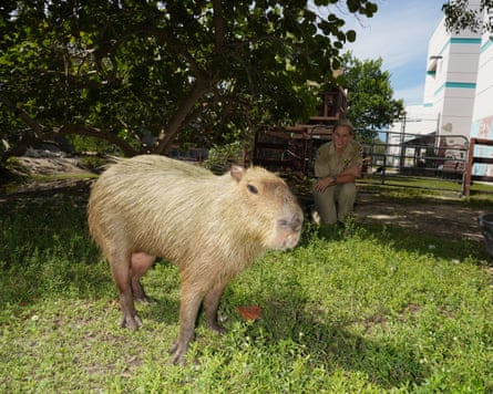 Simon the capybara stands among the grass.