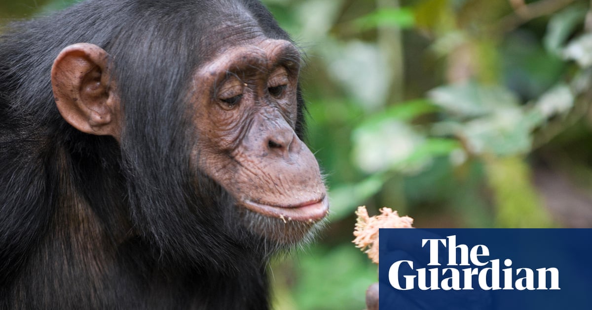 Chimps consume equivalent of a beer a day in alcohol from fermented fruit