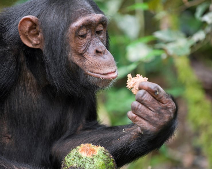 Chimps consume equivalent of a beer a day in alcohol from fermented fruit Chimps consume equivalent of a beer a day in alcohol from fermented fruit
