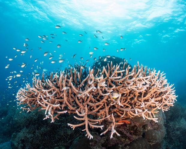 Un estudio revela un futuro sombrío para la Gran Barrera de Coral a menos que el calentamiento global se mantenga en 2 °C Un estudio revela un futuro sombrío para la Gran Barrera de Coral a menos que el calentamiento global se mantenga en 2 °C