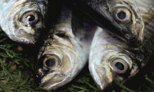 Four Horse mackerels