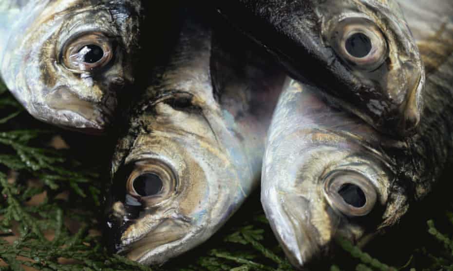Four Horse mackerels