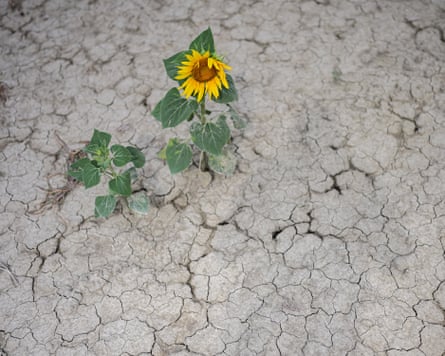arren, salt-damaged soil and a withered sunflower