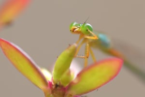 Uma libelinha pousa em uma folha em um jardim no distrito de Nagaon, no estado de Assam, no nordeste da Índia