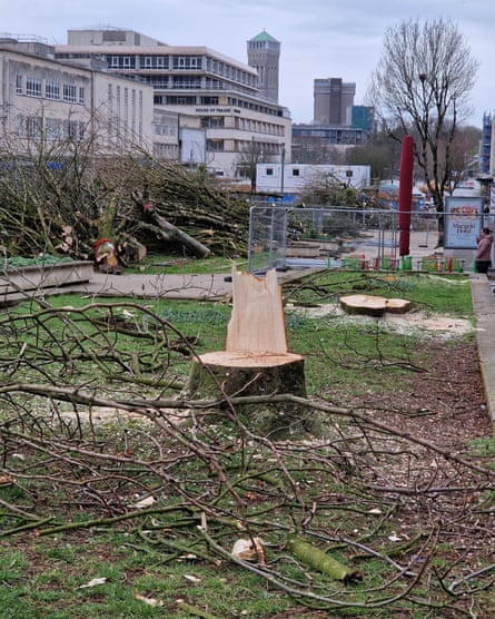 Felled trees in Plymouth