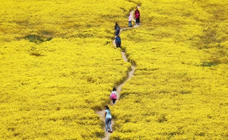 People walk on a trail surrounded by yellow flowers