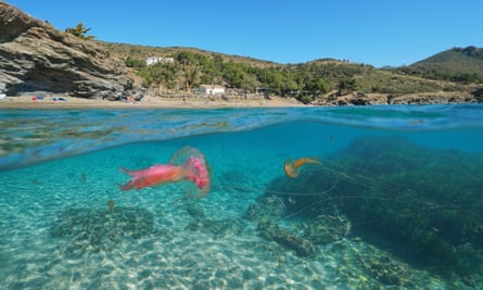Jellyfish off the coast of Roses, Costa Brava, Spain