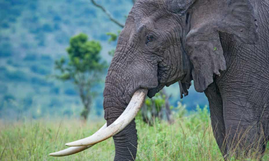 An elephant in the Masai Mara national park in Kenya, where poaching continues despite the efforts of armed rangers.