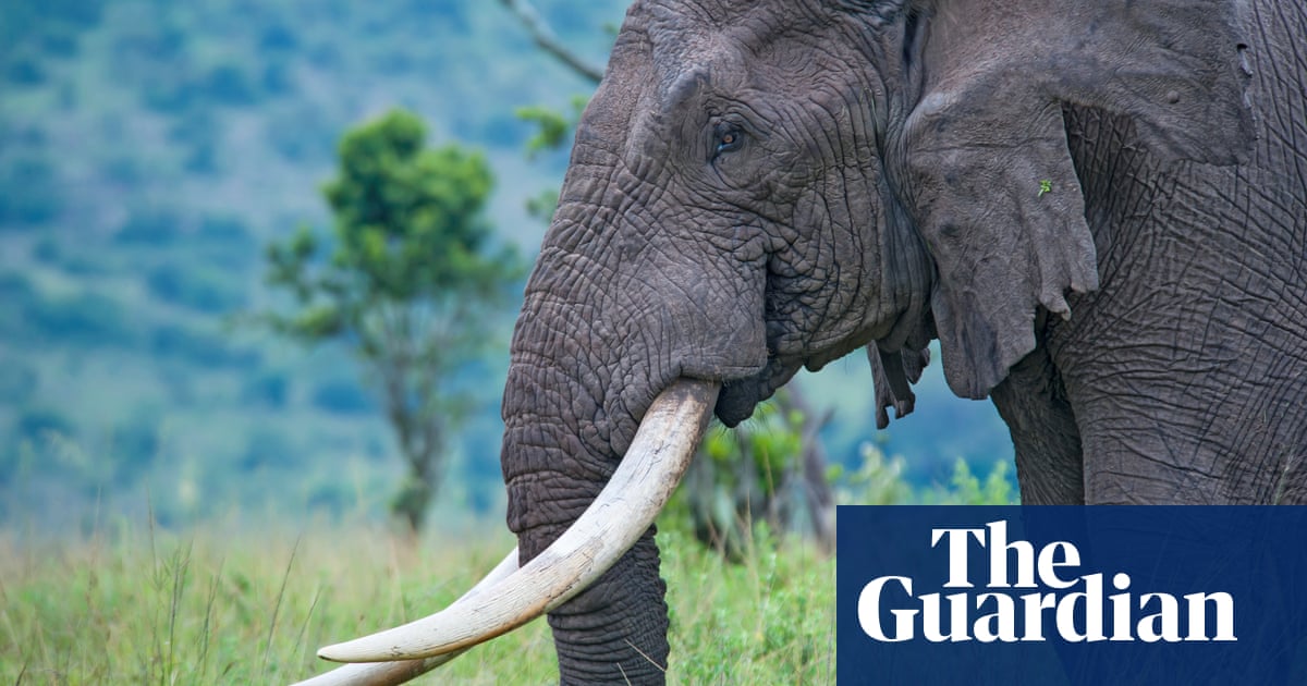Saving 'old and wise' animals vital for species' survival, say scientists