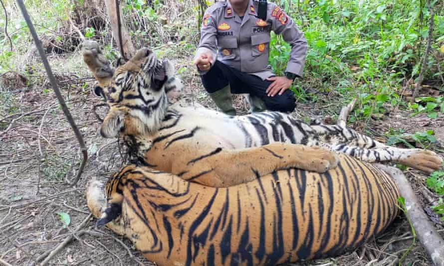 A police officer inspecting the carcasses of tigers entangled in a plantation area at Sri Mulya Village, East Aceh, Indonesia