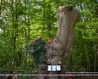 Toby Carvery in pericolo di chiusura: la rimozione di un albero di quercia centenario in Enfield