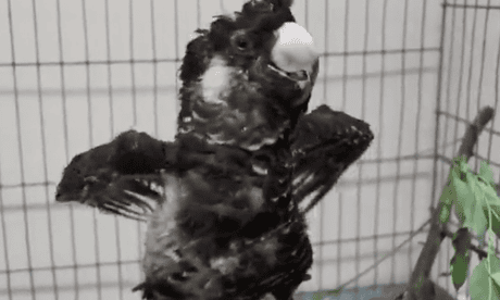 Badly burned cockatoo given new feathers with superglue and matchsticks