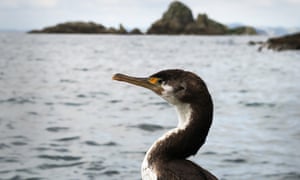 The New Zealand shag or kawau