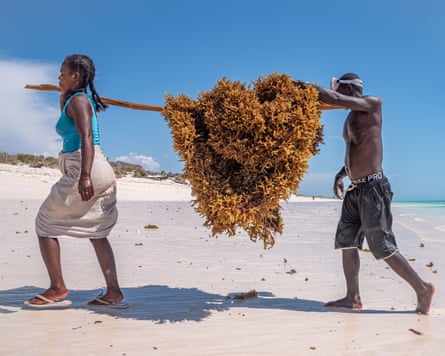 An African woman and man carry a huge clump of seaweed hanging from a pole between their shoulders