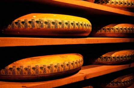 Rounds of cheese on shelves