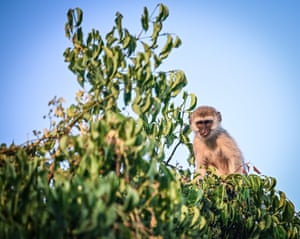 Um jovem macaco vervet sentado em uma árvore
