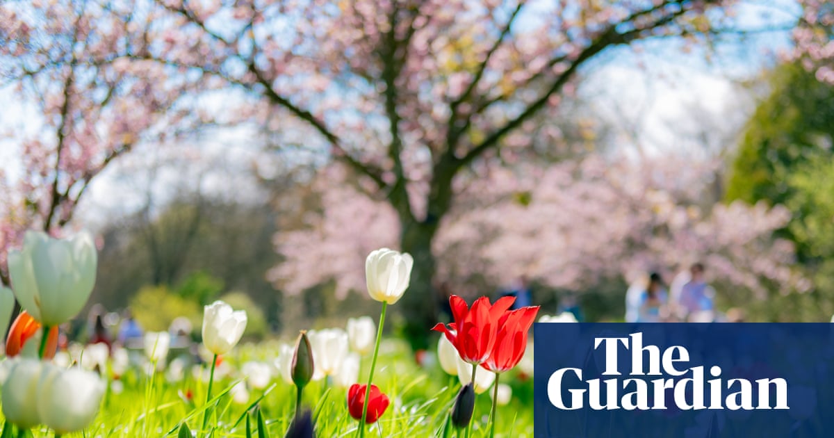 Towering tulips and contemplative cows – readers’ best photographs