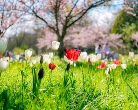 White and reddish tulips connected a section astatine Kew