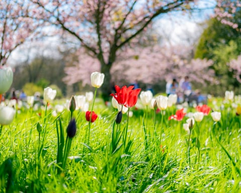Kew, London ‘Springtime at Kew Gardens is always guaranteed to be a stunner, but the tulip-strewn lawns along Cherry Walk are easily my favourite sight during the April-May period.’