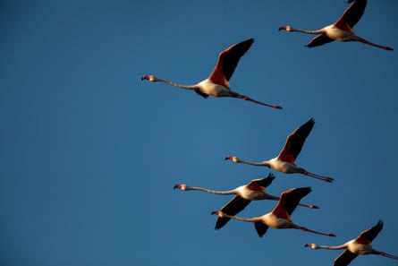 Birds in flight against a blue sky