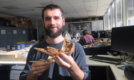 Palaeontologist Isaac Kerr holds the fossil jaw of the extinct giant Protemnodon viator, alongside the smaller jaw of a red kangaroo