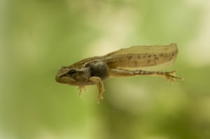 A common frog, Rana temporaria, tadpole. During its metamorphosis there is a point where all four legs are present but the tail is retained.