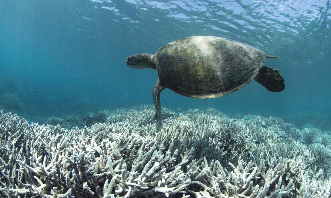 A turtle swimming over bleached coral at Heron Island on the Great Barrier Reef