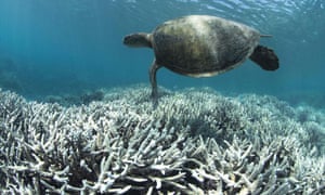 Great Barrier Reef