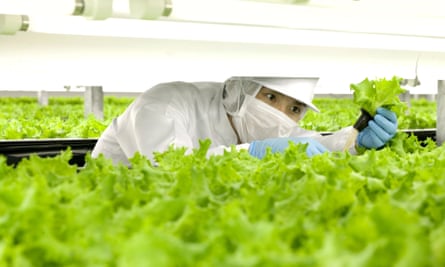 A worker checking lettuces at the indoor farm of Spread company in its Kameoka factory