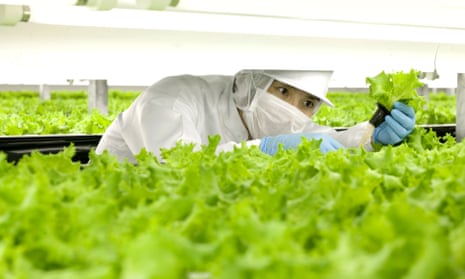 Lettuce in indoor farm