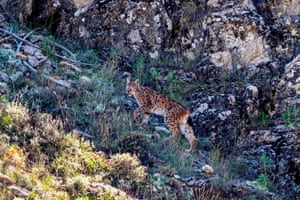 Um lince, uma espécie ameaçada de extinção, é visto em áreas florestais em Antalya, Turquia