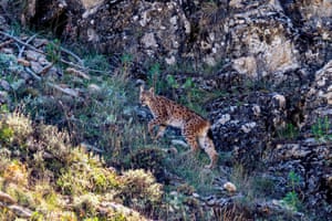 A lynx, anendangered species, is seen in a forested areas in Antalya, Turkey