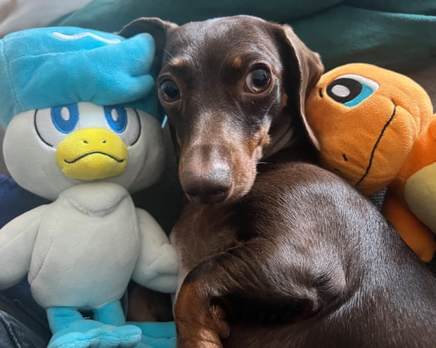 Willow with Quaxly and Charmander Pokémon plushies
