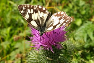 Marbled white in East Yorkshire