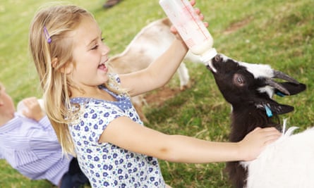 bottle feeding goat kids, Cotswold Farm Park