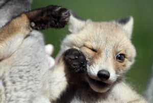 Filhotes de raposa que perderam a mãe em um acidente de trânsito brincam no centro de reabilitação de vida selvagem Efteni Lake em Düzce, Turquia