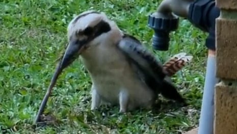 How to Worm a Bird: Easy Steps for Healthy Feathered Friends