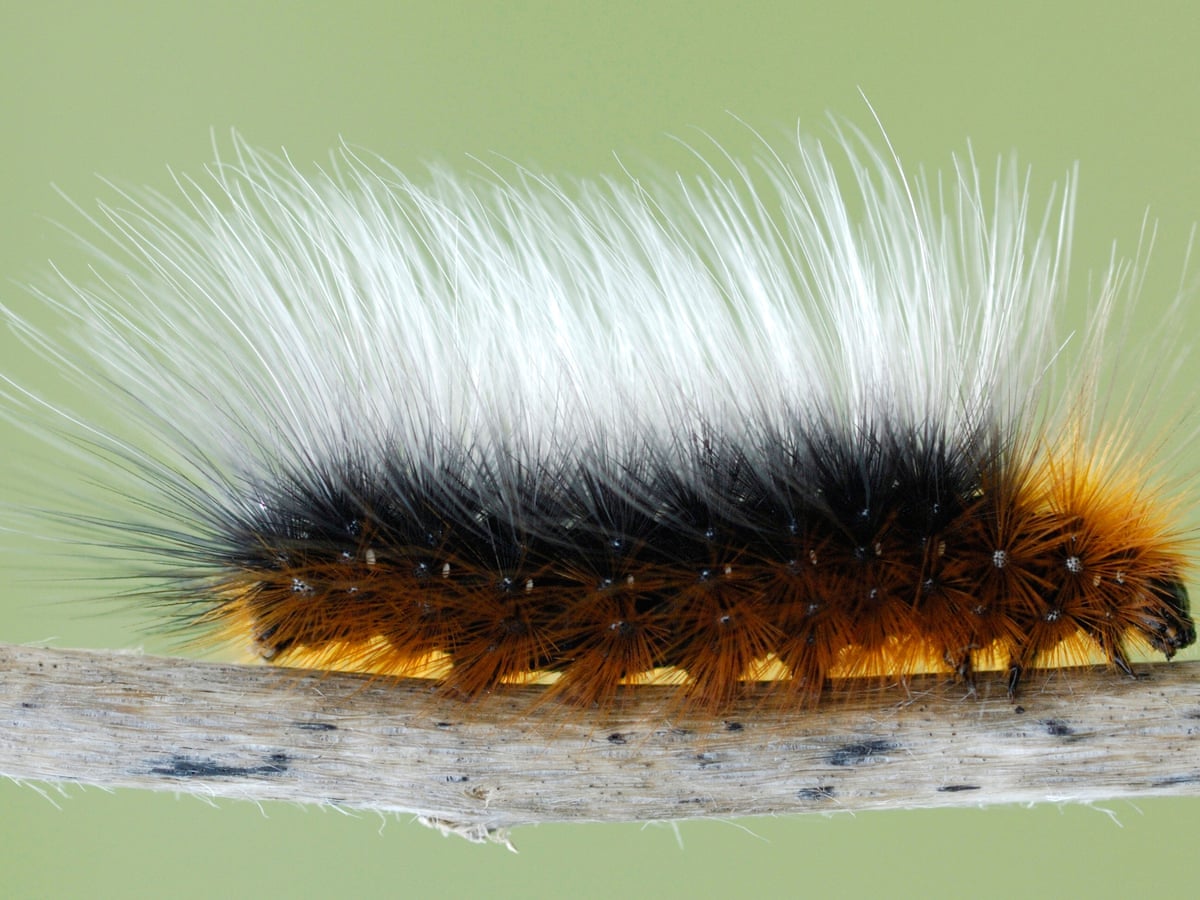 100 years ago: woolly bear caterpillars obey the law | Insects | The Guardian