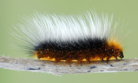 A garden tiger moth caterpillar. Changes in habitat caused by intensive farming have been blamed for the decline of insect populations.