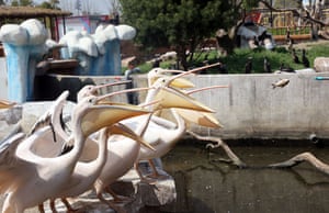 Pelican are fed at the Nantong Forest wildlife park in China