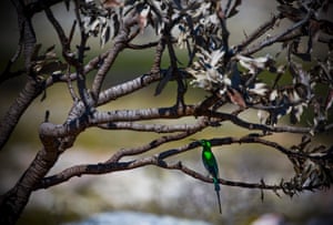 A sugarbird sits on the branches of a burned wild fynbos bush in Table Mountain national park, Cape Town, South Africa