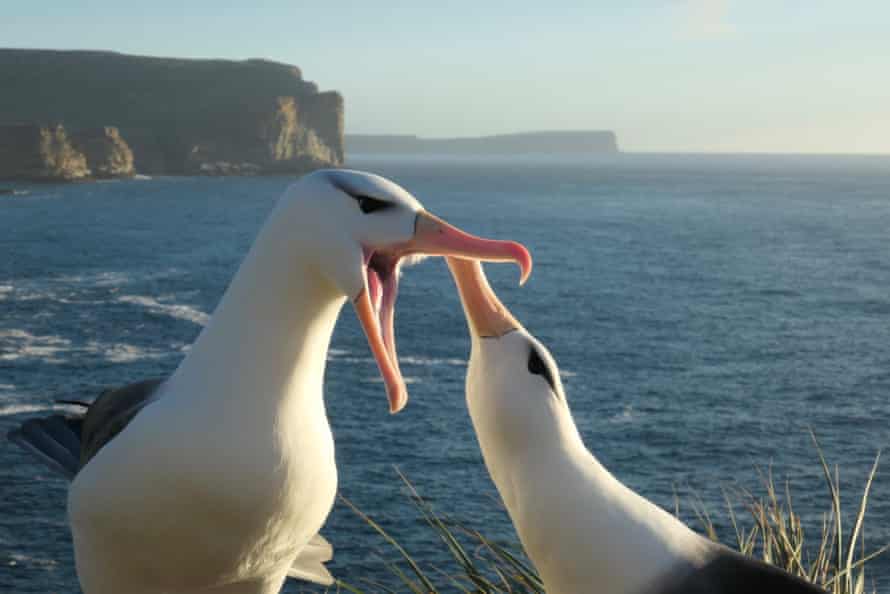 Albatros dai sopraccigli neri in Nuova Zelanda.