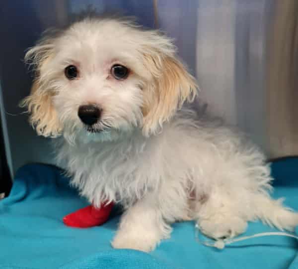 Daisy was able to go home with painkillers and antibiotics the day after her surgery.