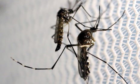 Plan to release genetically modified mosquitoes in Florida gets go