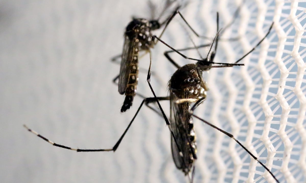Plan to release genetically modified mosquitoes in Florida gets go-ahead | Insects | The Guardian
