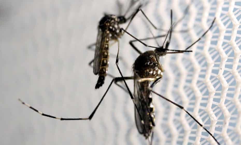 Plan to release genetically modified mosquitoes in Florida gets go-ahead |  Insects | The Guardian
