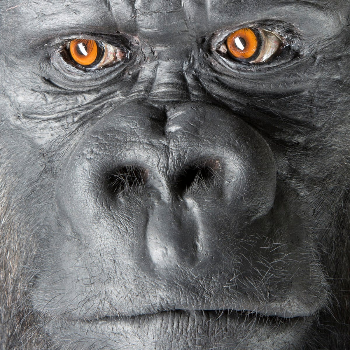 Bobby: the gorilla on the wrong side of the law | Science | The ...