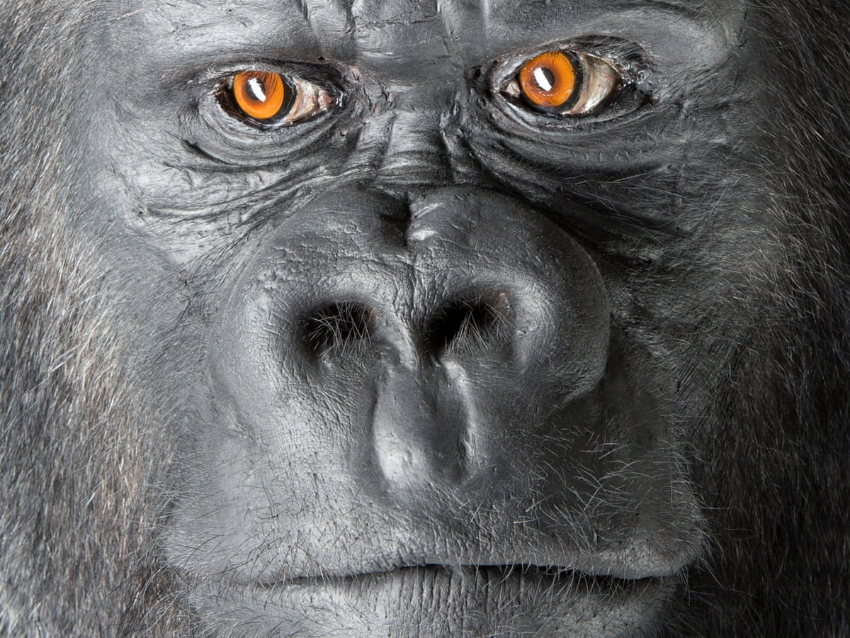 Bobby: the gorilla on the wrong side of the law | Science | The ...