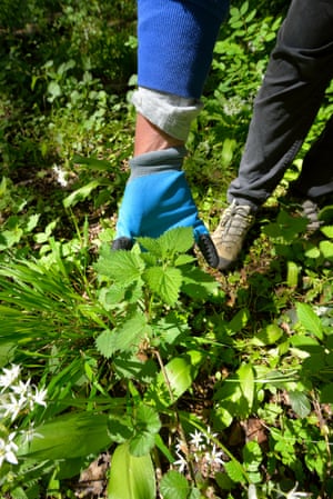 A woman in gloved hands picks nettles with gloves.